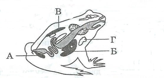 На рисунке отделы кишечника лягушки обозначены цифрами ответ
