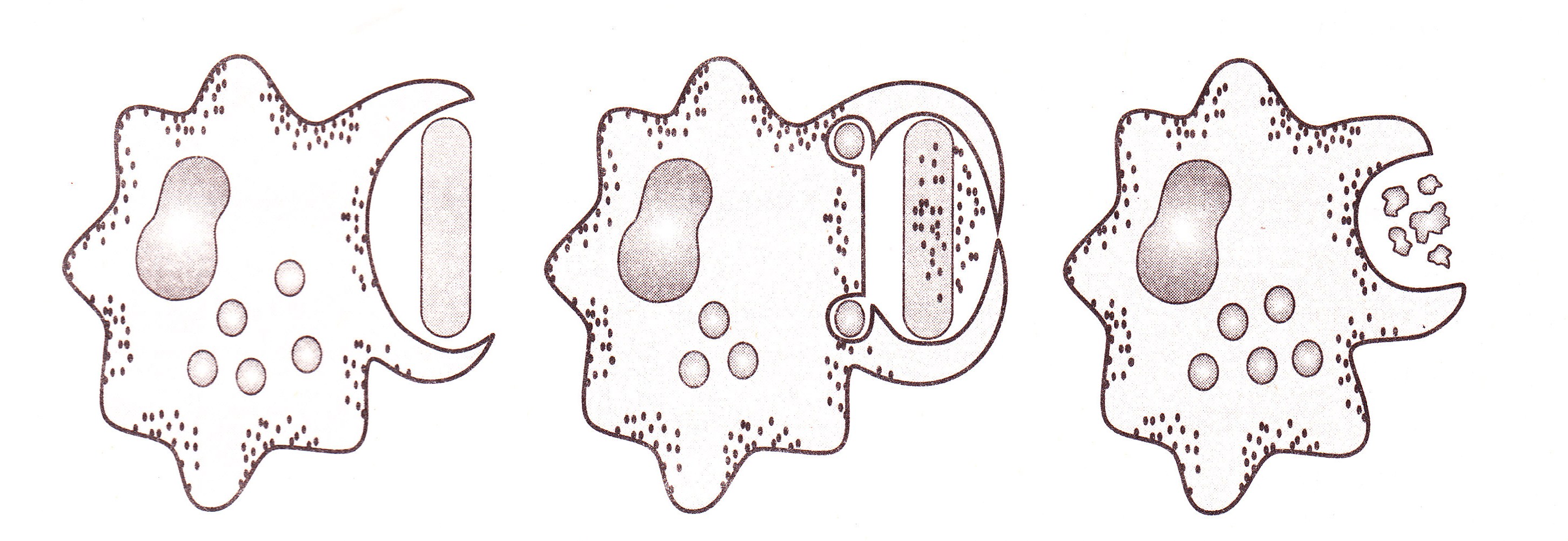 Клеточный фагоцитоз рисунок