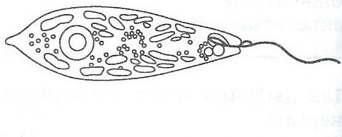 На какой фотографии изображен представитель простейших
