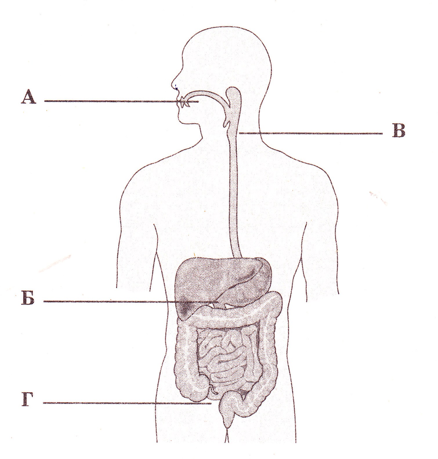 Пищеварительная система человека без подписей рисунок