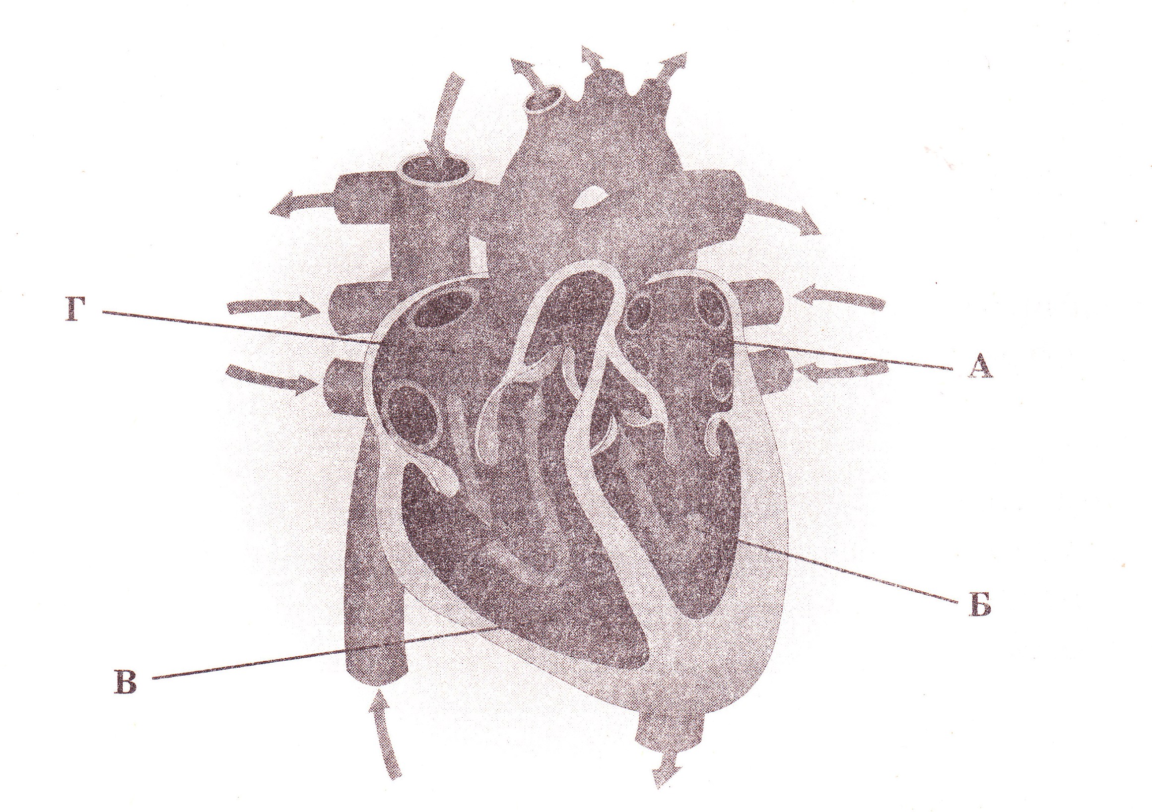 На рисунке изображено строение сердца. Строение сердца рис 65. Рис 41 строение сердца. На рисунке изображена схема строения сердца человека. Рис 60 строение сердца.