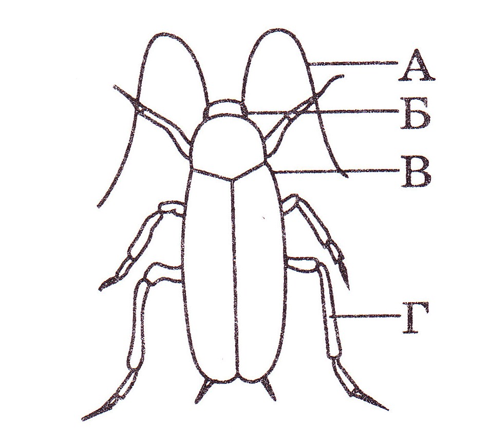 Сколько лапок у 6 жуков. Насекомое. Органы обоняния у насекомых. Рисунок схема жука. Насекомые наложенные изображения.