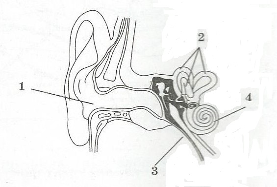 Строение органа слуха рисунок биология 8 класс