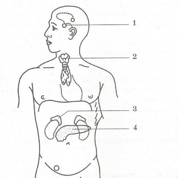 Эндокринная система на рисунке