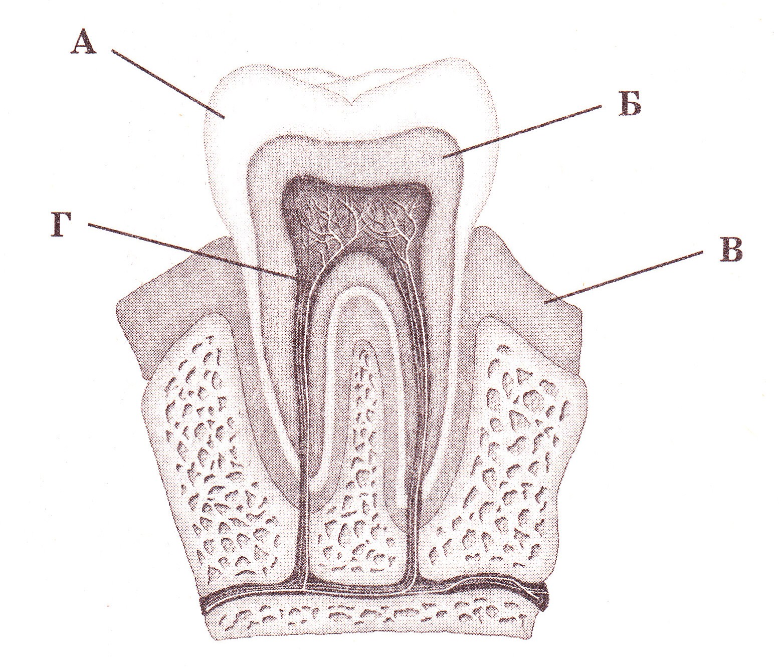 Какие части у зуба. Строение зуба человека схема. Биология внутреннее строение зуба. Зарисуйте схему строения зуба.. Строение зуба человека схема 8 класс биология.