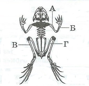 Рисунок скелета лягушки